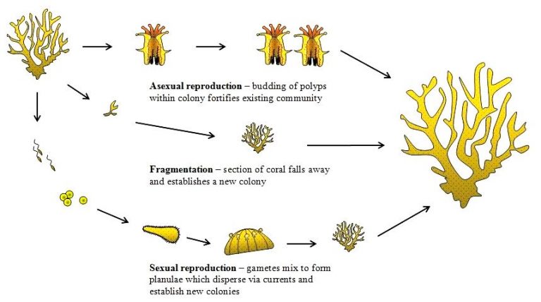 How Do Corals Reproduce Global Foundation For Ocean Exploration