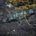 Neon fish. Credit: NOAA OER