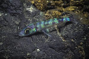 Neon fish. Credit: NOAA OER