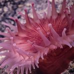 Pink anemone. Credit: NOAA OER