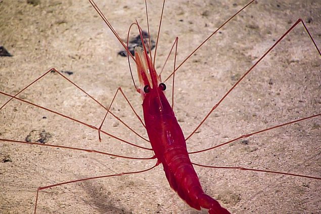 Shrimp. Credit: NOAA OER