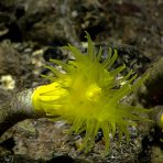 Yellow anemone. Credit: NOAA OER