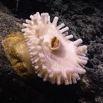 Anemone. Credit: NOAA OER