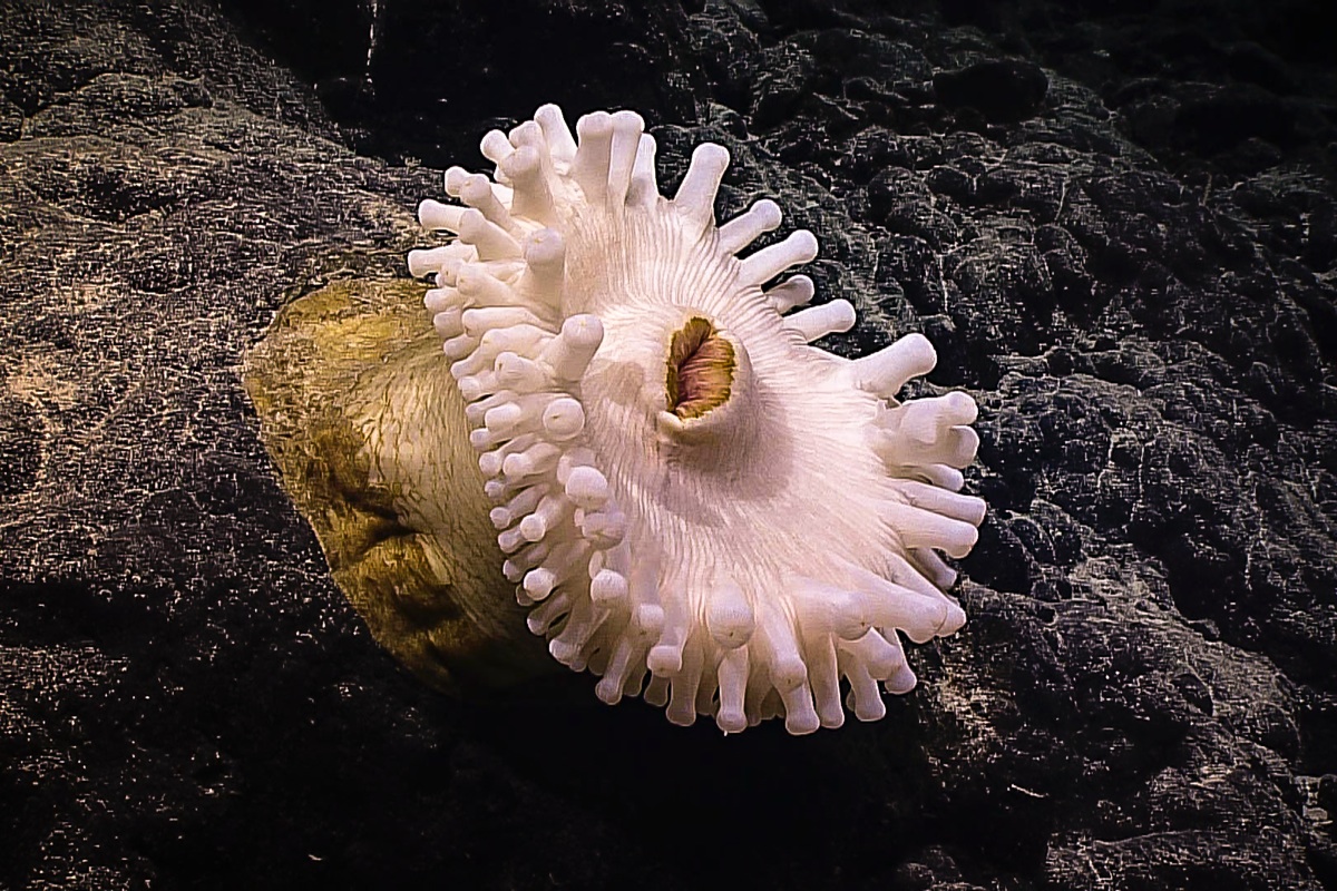 Anemone. Credit: NOAA OER