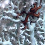 A red brittle star occupies a white octocoral. Credit: NOAA OER