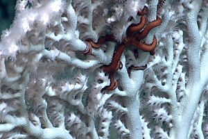 A red brittle star occupies a white octocoral. Credit: NOAA OER