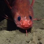 Gaidropsarus peaking out from under a carbonate rock. Credit: NOAA OER