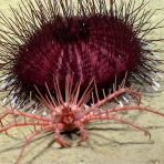 Lithodid king crab finds a spiky urchin. Credit: NOAA OER