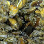 Chemosynthetic mussels. Credit: NOAA OER