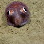 Bobtail squid. Credit: NOAA OER