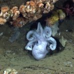 An octopus guards her eggs. Credit: NOAA OER