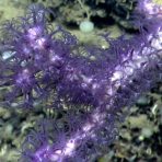 A striking purple coral, Clavularia sp. Credit: NOAA OER