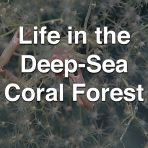 Life in the Deep-Sea Coral Forest