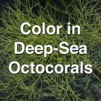 Color in Deep-Sea Octocorals