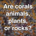 Are Corals Animals, Plants, or Rocks?