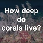 How Deep Do Corals Live?