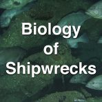 Biology of Shipwrecks from the Battle of the Atlantic