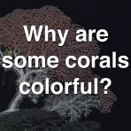 Why Are Some Corals Colorful?