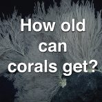 How Old Can Corals Get?