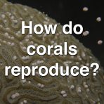 How Do Corals Reproduce?
