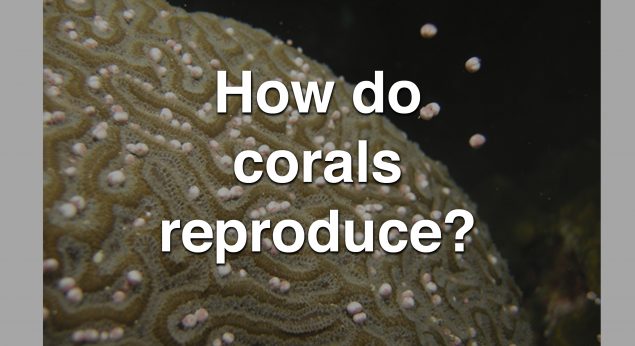 How Do Corals Reproduce? - Global Foundation for Ocean Exploration